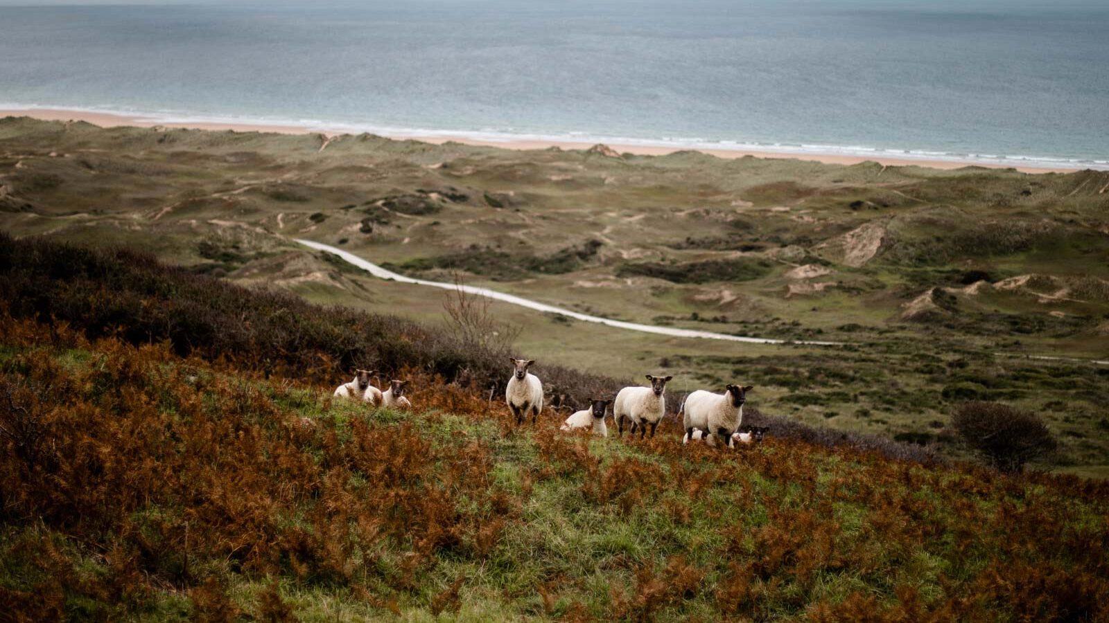 moutons-dunes-biville-amelie-blondiaux-hellolaroux