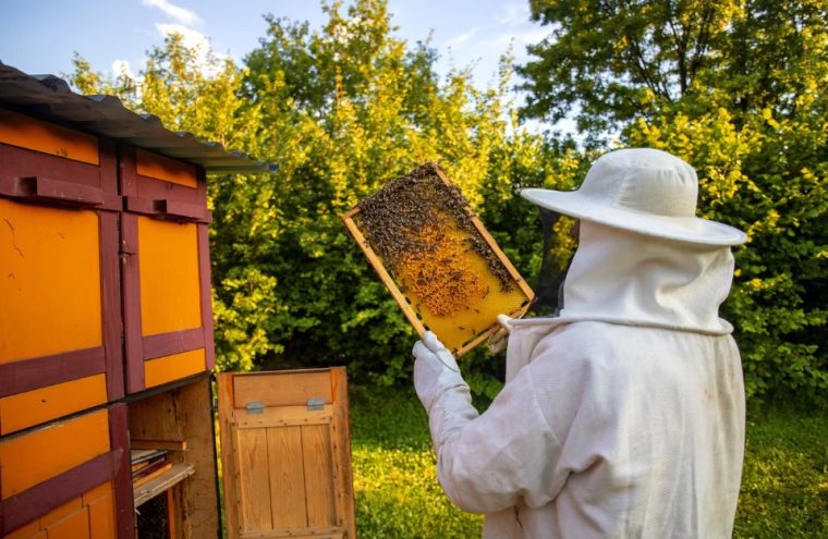 Atelier famille : Atelier découverte du rucher du musée Le 22 juin 2024